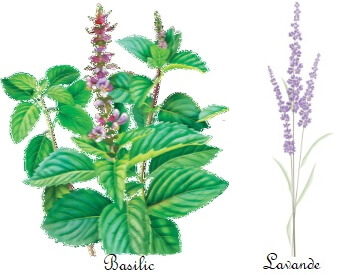 Huiles essentielles de basilic et lavande